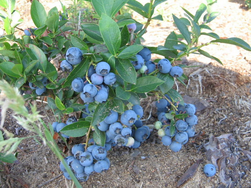 Penjagaan Blueberry