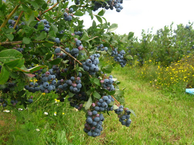 Varieties of garden blueberries