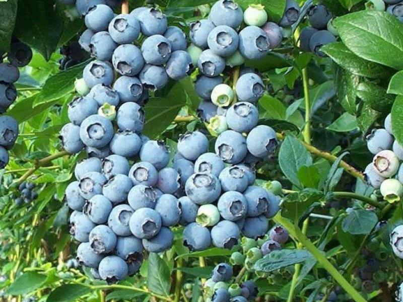 Wachsende Blaubeeren