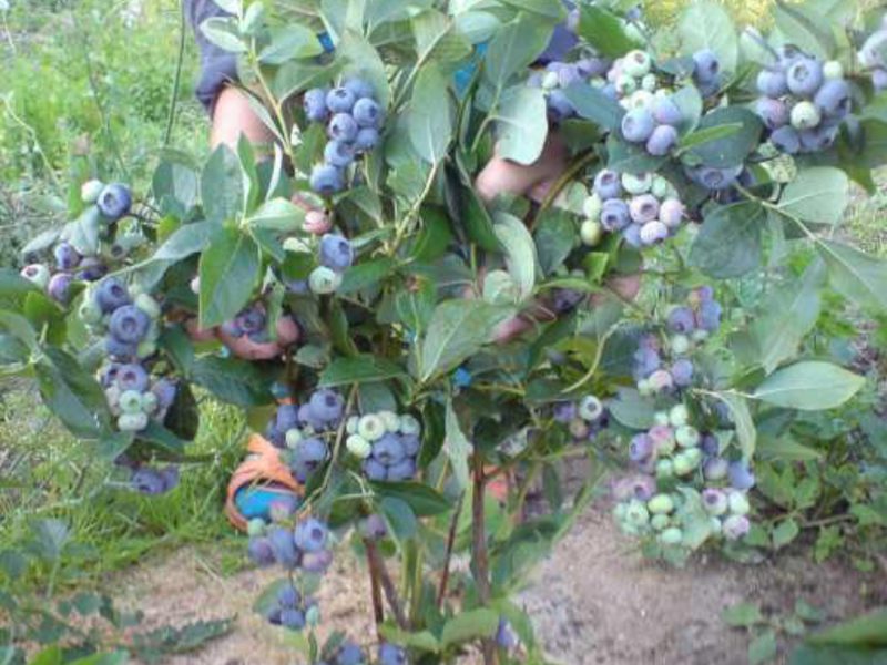 Arándanos en el jardín