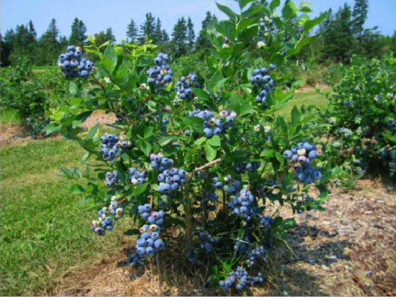 Variedade de mirtilo de jardim