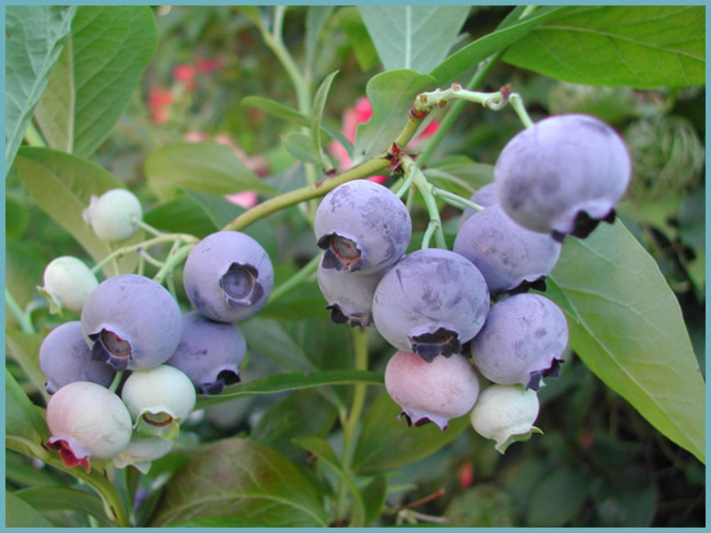 How to plant blueberries