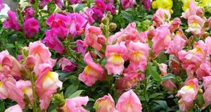 Snapdragon cultivation.