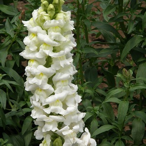 Snapdragon gėlių veislės