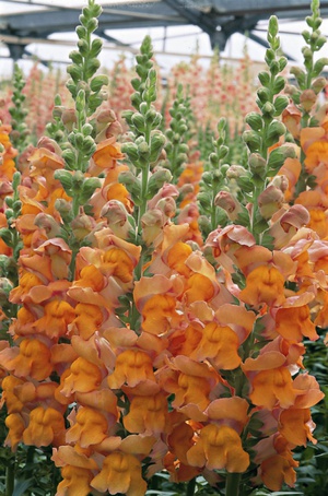 Paano mag-water snapdragon