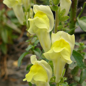 Leeuwebek planten en vertrekken