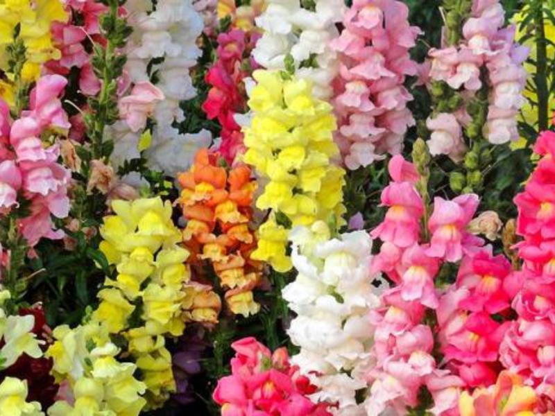 Snapdragon cultivation and care