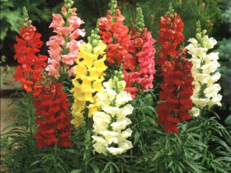 Rastlina Snapdragon