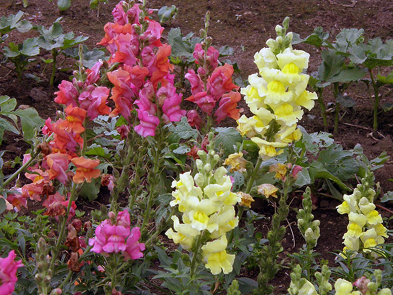 Snapdragon crescente