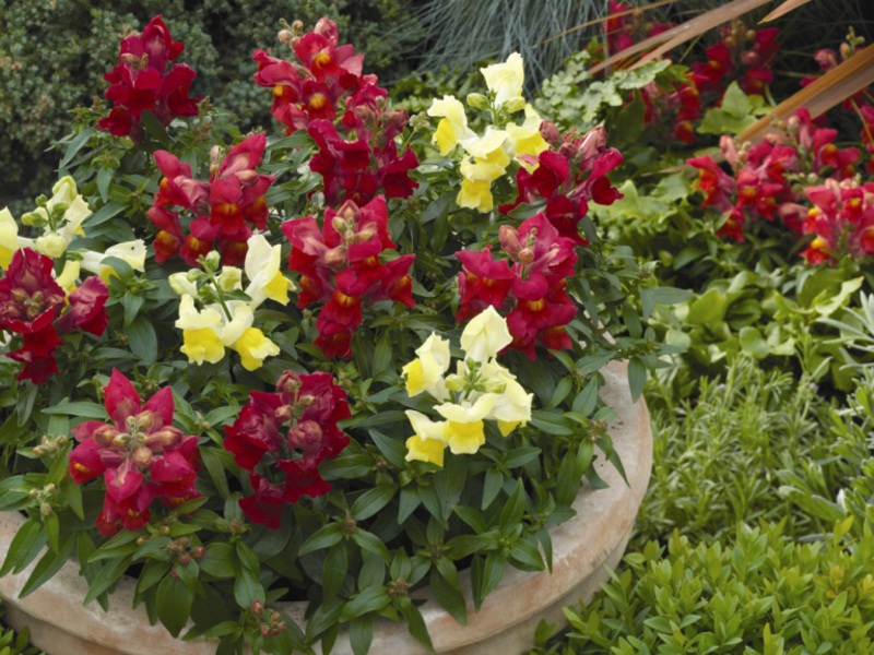 Flor de boca de dragón