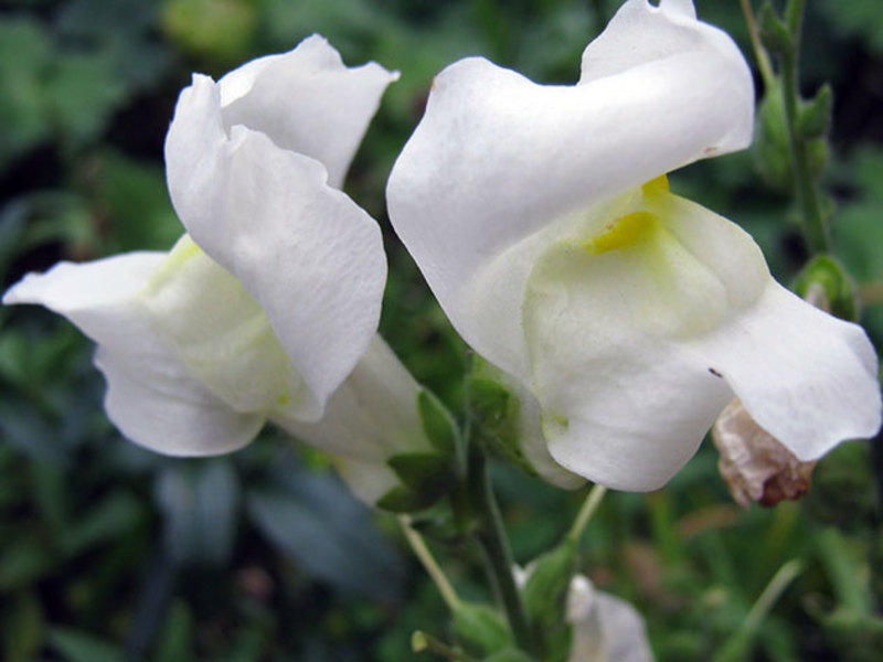 Làm thế nào để cắt đúng cách snapdragons