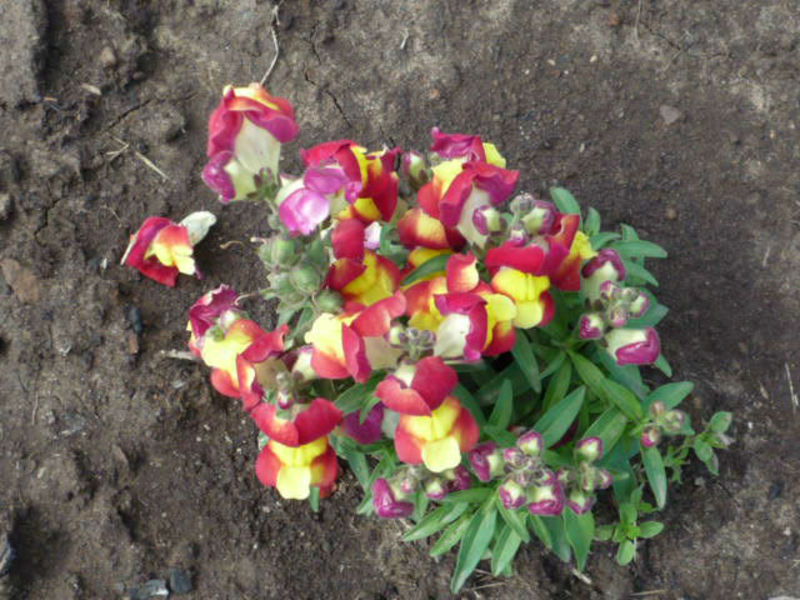 Snapdragon plant species