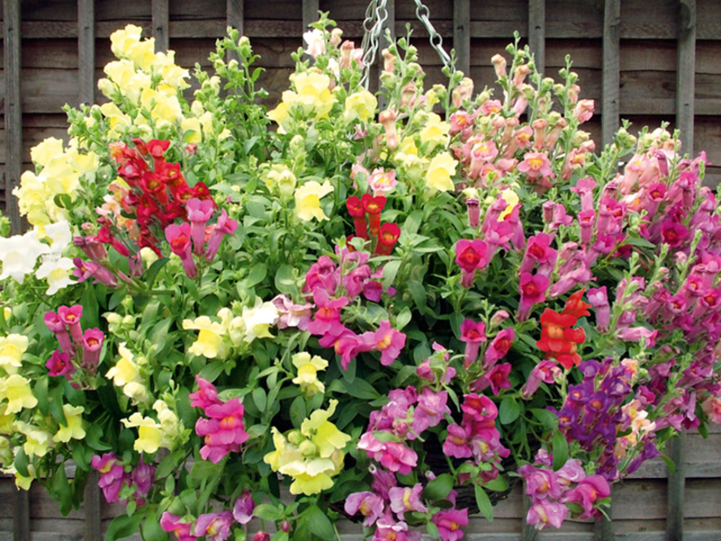 How to plant snapdragons