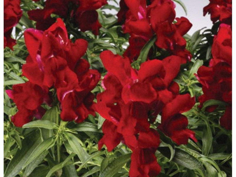 Lumalagong Snapdragon