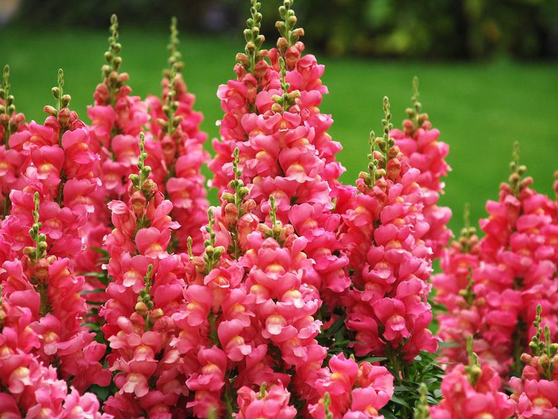 Features of snapdragon care