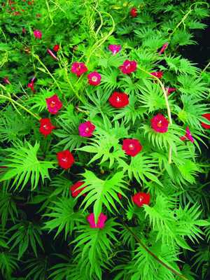 Kvamoklit es un árbol de Navidad con flores rojas.