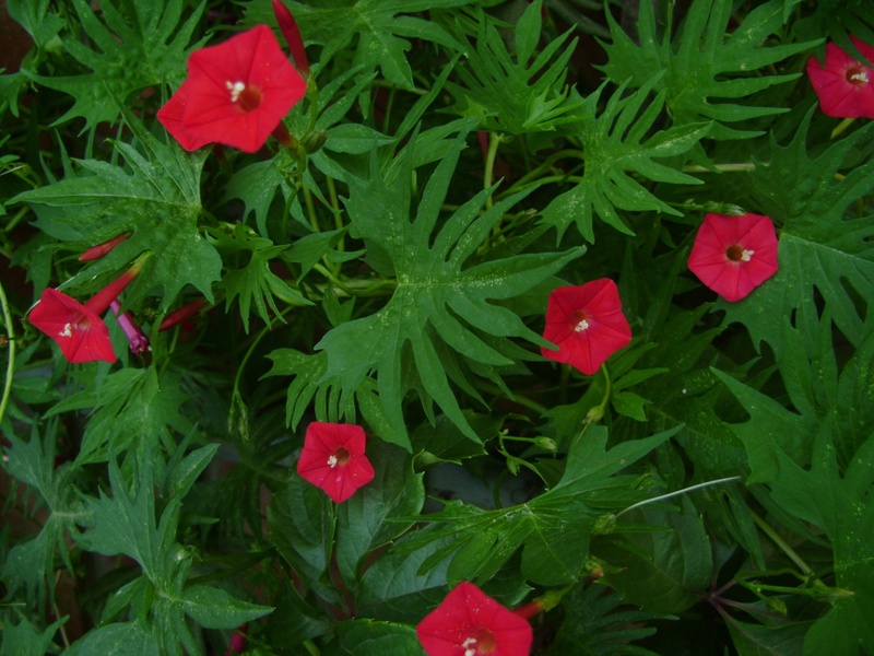 Maliwanag na mga bulaklak ng kvamoklita