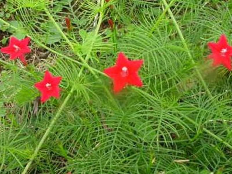 Hvordan man dyrker en kvamoklit blomst