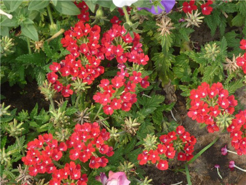 Planta com flores kvamoklit