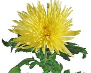 Yellow chrysanthemums and their meaning