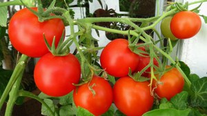 Selezione di varietà di pomodoro