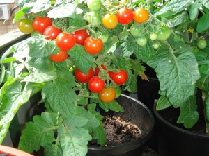 Tomates na varanda