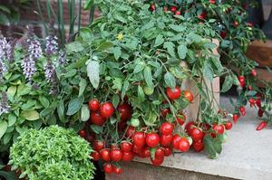 Variedade de tomate para cultivo na varanda