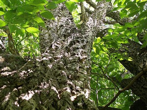 Decocció d’escorça de vellut Amur