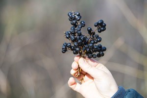 És útil o perillós el vellut d’Amur?