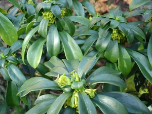 Euphorbia istabas augi