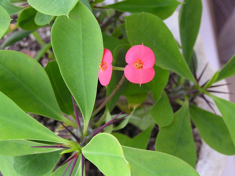 Una planta produce una savia lechosa venenosa en el lugar de la ruptura.