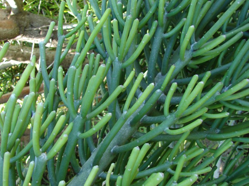 Plantes d’interior verinoses: vés amb compte!