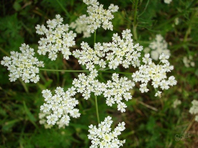 Tumbuh dan menggunakan anise