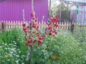 Flerårig blomst.