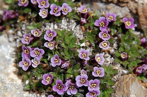 Trädgård blommor