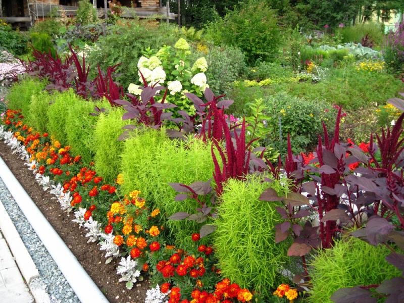 Hvordan dyrke blomster som blomstrer om sommeren