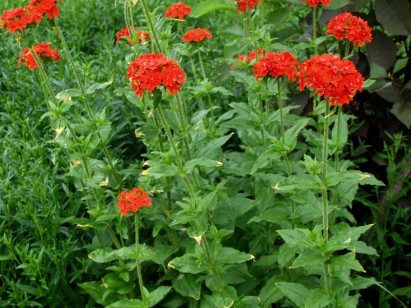 Paano magtanim ng mga bulaklak