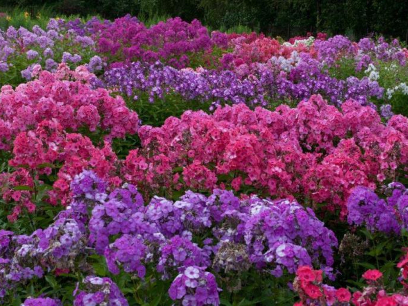 Navnet på blomster som blomstrer hele sommeren