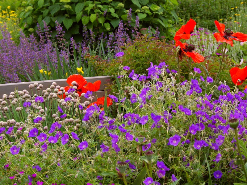 Heldere zomerbloemen