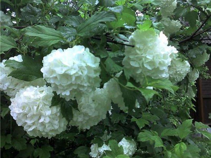 Blomster sorter til sommeren