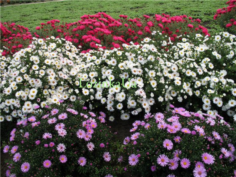 Fleurs d'été en fleurs