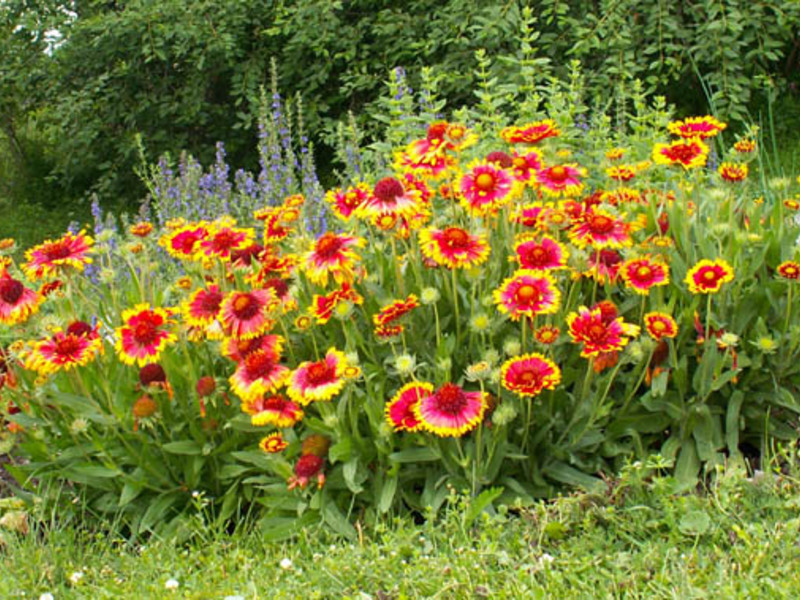 Vilka blommor att plantera i landet