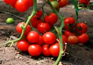 Condizioni per la coltivazione di pomodori