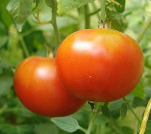 Escolhendo uma variedade de tomates