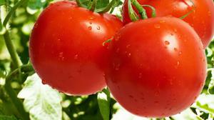 Condições para o cultivo de tomates