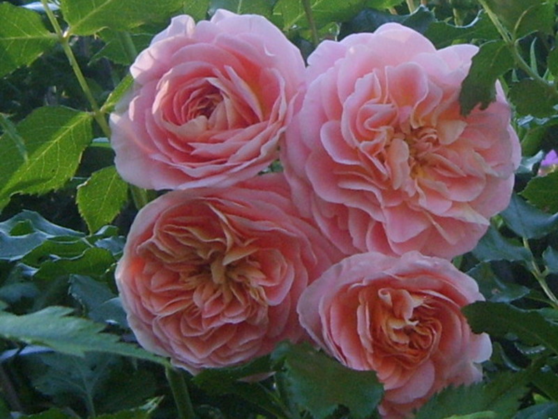 How to plant a rose scrub