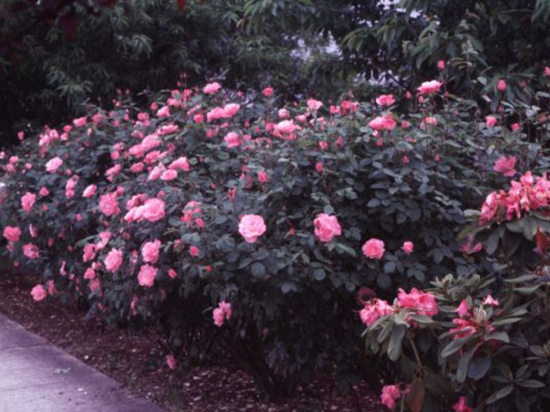 Wie man sich um weitläufige Rosenbüsche kümmert