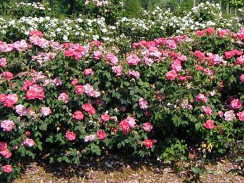 Hvordan plante viltvoksende rosebusk