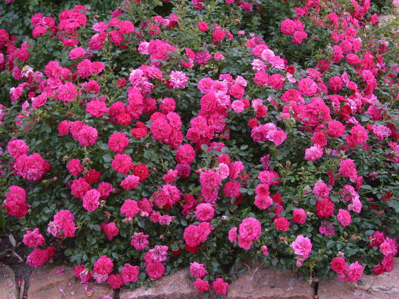 Gommage croissant à la rose