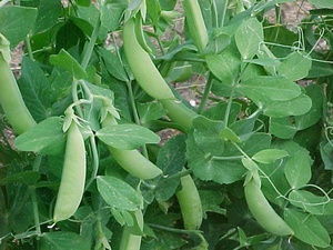 Kenmerken van eenjarige planten